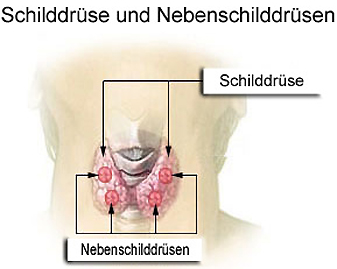 Schilddrüse