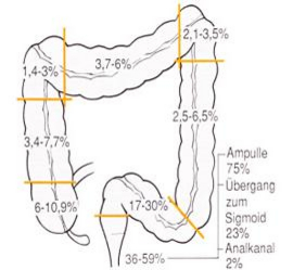 Grafik des Darms